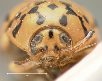 Media type: image; Entomology 20039   Aspect: head frontal view